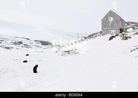 Greenlands Sledgedogs und Häuser des Dorfes Kulusuk, Grönland Stockfoto