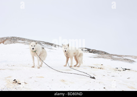 Greenlands Sledgedogs im Dorf Kulusuk, Grönland Stockfoto