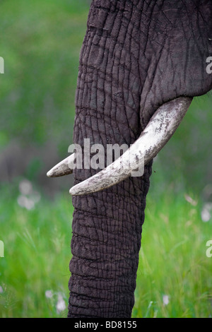 Elefant Loxodonta Africana Krüger NP in Südafrika Stockfoto