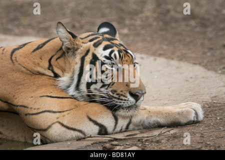 Eine Royal Bengal Tiger Abkühlung in den wilden Wald der Ranthambore Tiger Reserve, Rajasthan, Indien. Stockfoto