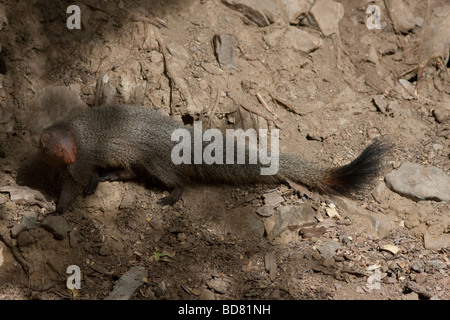 Indischer Mungo Ranthambore Tiger Reserve, Rajasthan Indien Warnung betrachten. Stockfoto