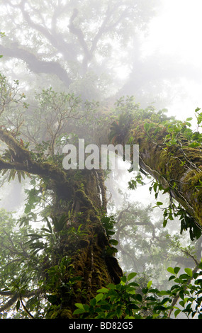 Moos und Epiphyten wachsen auf Bäumen in Monteverde Cloud Forest Reserve, Costa Rica. Stockfoto