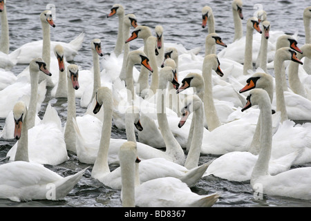 Herde der Höckerschwäne Cygnus olor Stockfoto