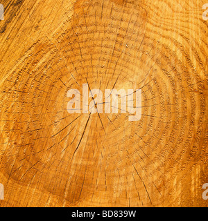 Jahresringe an einem Baumstamm geschnitten. Stockfoto