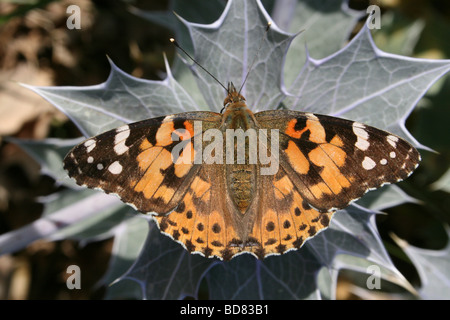 Distelfalter Vanessa Cardui am Meer Holly Eryngium Maritimum, Crosby Strand, Merseyside, UK Stockfoto