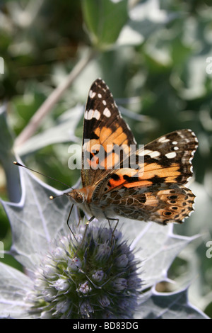 Distelfalter Vanessa Cardui am Meer Holly Eryngium Maritimum, Crosby Strand, Merseyside, UK Stockfoto