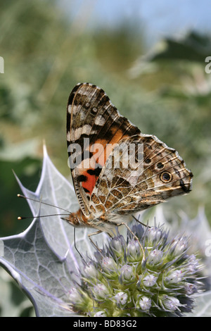 Distelfalter Vanessa Cardui am Meer Holly Eryngium Maritimum, Crosby Strand, Merseyside, UK Stockfoto