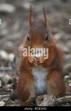 Eurasische Eichhörnchen Sciurus Vulgaris Essen Muttern an Formby National Trust Reserve, Merseyside, UK Stockfoto