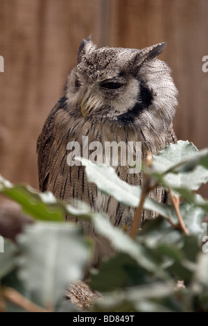 Weißen konfrontiert Zwergohreule Eule Otus (Leucotis) Stockfoto