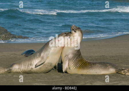 Sub nach Nördlichen Seeelefanten kämpfen Mirounga leonina angustirostris Kalifornien USA, von Dominique Braud/Dembinsky Foto Assoc Stockfoto