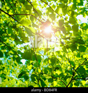 Sonne funkeln über Buche Blätter im Frühjahr. (Fagus sylvatica) - photsynthesis Natur Hintergrund. Stockfoto