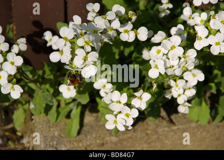 Alpen-Gänsekresse Alpine Rock Kresse 01 Stockfoto