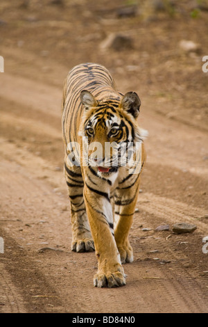 Eine junge männliche Tiger hinunter eine Spur in Ranthambore Park, Rajasthan, Indien Stockfoto