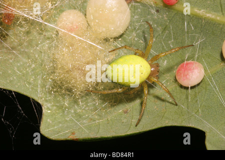 Leaf curl Orb Weaver Spider Araniella Cucurbitina Araneidae Weibchen bewachen ihre Ei-Masse unter einem Eichenblatt UK Stockfoto