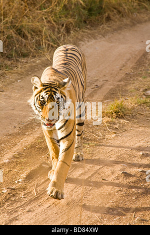 Eine junge männliche Tiger hinunter eine Spur in Ranthambore Park, Rajasthan, Indien Stockfoto