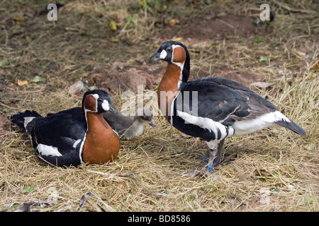 Red-Breasted Gänse Branta Ruficollis mit Gosling. Stockfoto