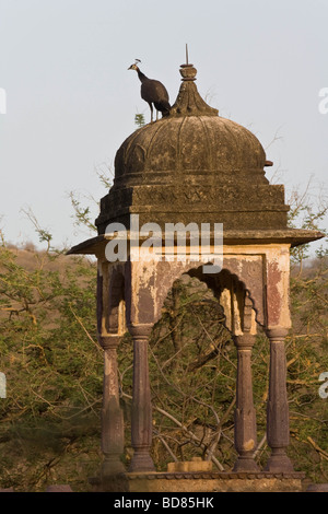 Eine Erbse-Henne auf dem Dach von einem kleinen, abgelegenen Gebäude im Ranthambore Nationalpark, Indien Stockfoto