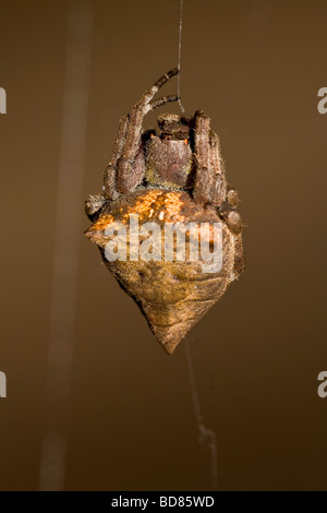 Große dreieckige Spinne in einem Dacherker in der Nähe von Luang Prabang Laos Stockfoto