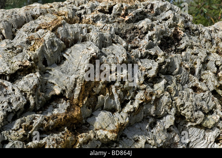 Kork-Eiche Quercus Suber London UK Stockfoto