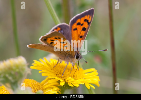 Kleine Kupfer (Lycaena Phlaeas) Schmetterling Fütterung auf Berufkraut Stockfoto