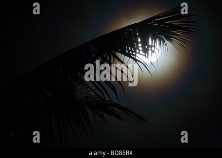 Vollmond über Palmen auf Ambrym Stockfoto