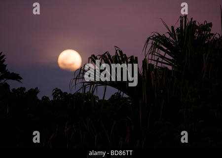 Vollmond über Palmen auf Ambrym Stockfoto