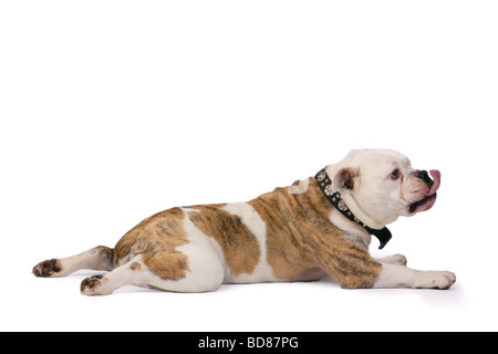 Englische Bulldogge (Canis Lupus F. Familiaris), auf dem Boden liegend und leckt an seiner Nase Stockfoto