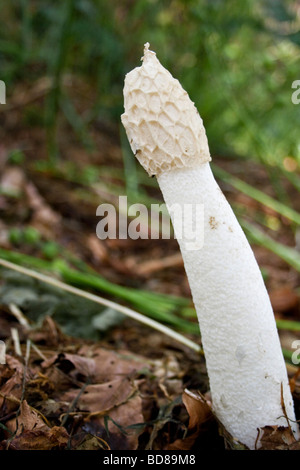 Stinkmorchel Pilz Stockfoto