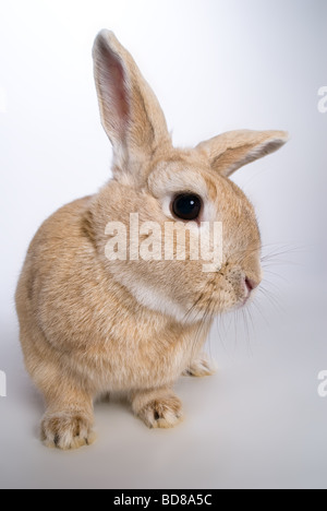 Porträt isoliert einzelne Hauskaninchen in einem studio Stockfoto