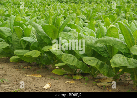 Virginischer Tabak kultiviert Tabak 06 Stockfoto