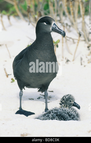 Schwarz – Schwarzfuß Albatros (Phoebastria Nigripes) Erwachsenen mit Küken, stark gefährdet, Midway-Atoll, NW Hawaii-Inseln Stockfoto