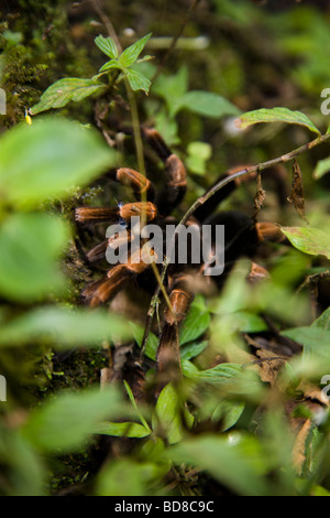 Costa Rican Orange-kneed Vogelspinne (Megaphobema Mesomelas) in Monteverde Nebelwald Reservat, Santa Elena, Costa Rica. Stockfoto