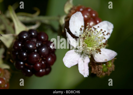 gemeinsamen Brombeere Rubus Fruticosus Blume und Brombeeren wachsen auf einer wilden Dornstrauch in einem Garten im Vereinigten Königreich Stockfoto