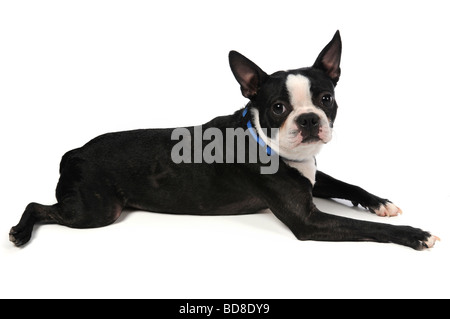 Boston Terrier Festlegung auf einem weißen Hintergrund Stockfoto