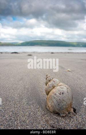 Muschel auf das Meer-Porträt Stockfoto