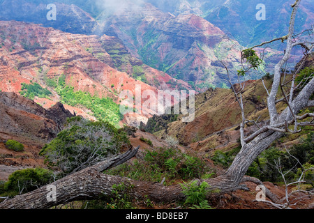 Wiamea Canyon und toter Baum Koke State Park Kauai Hawaii Stockfoto