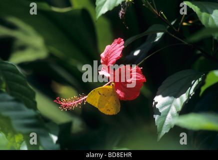 Rote Hibiskusblüten mit gelben Schmetterling - Karibik - Dominikanische Republik-Insel Stockfoto