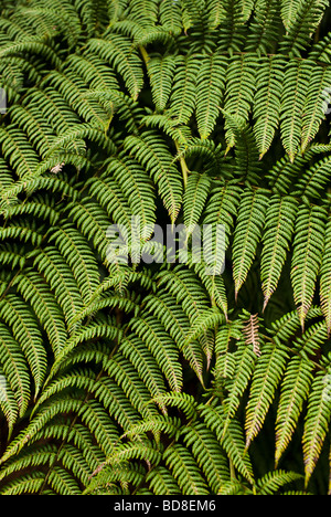 Baumfarn (Cyatheaceae) bei Monteverde Nebelwald Reservat in Zentral Costa Rica. Stockfoto