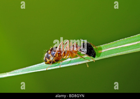 rote Ameisen in den parks Stockfoto