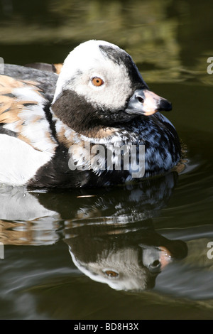 Nahaufnahme von Kopf und Bill männliche lang-angebundene Ente Clangula Hyemalis bei Martin bloße WWT, Lancashire UK Stockfoto