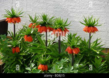 Kaiserkrone Kaiserkrone 02 Stockfoto