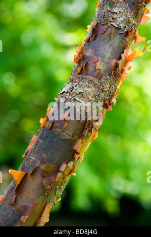 Acer Griseum. Leichte Ahornbaum mit abblätternde Rinde Stockfoto