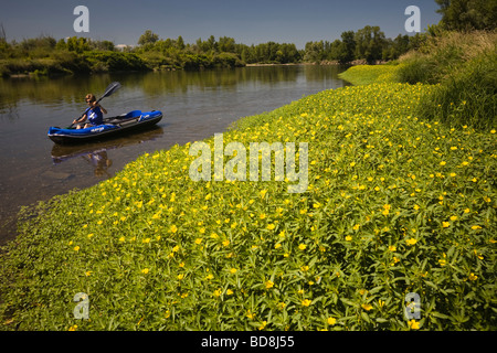 Große Blume Primrose (Ludwigia Grandiflora) entlang des Flusses Allier. Jussies À Grandes Fleurs de Grenze d' Allier. Stockfoto