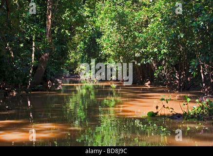 Ein Flussbett aus Kinabatangan Fluss führt zu der Oxbow See Borneo Sabah Stockfoto