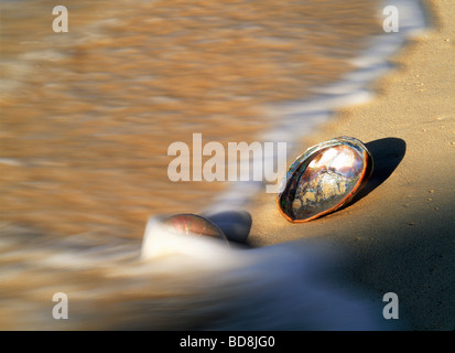 Abalone-Muschel auf Welle fegte Sandstrand bei Sonnenaufgang Stockfoto