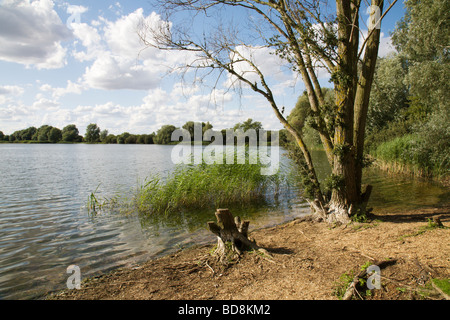 Fen Drayton Seen, Cambridgeshire, England, Vereinigtes Königreich. Stockfoto