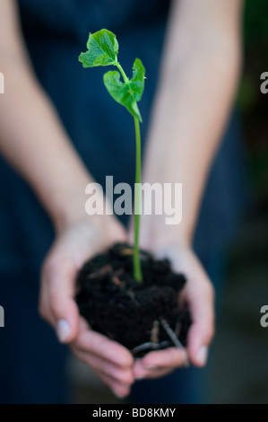 Nahaufnahme der Person, die wachsende Pflanze Stockfoto