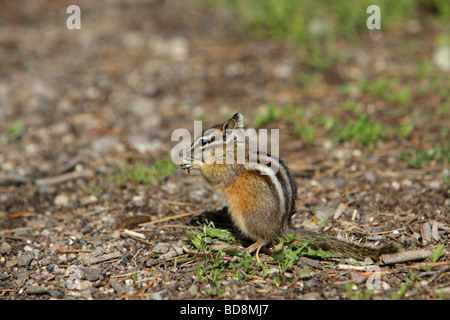 Streifenhörnchen sitzen auf dem Boden essen in seiner vorderen Händen gehalten Stockfoto