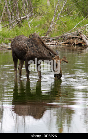 Elchen Alces Alces stehend in einem Teich trinken und eine vollständige Spiegelung im Wasser Stockfoto