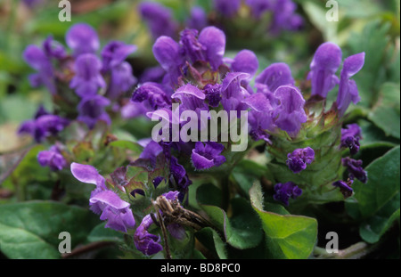 Ground Ivy Glechoma hederacea Stockfoto